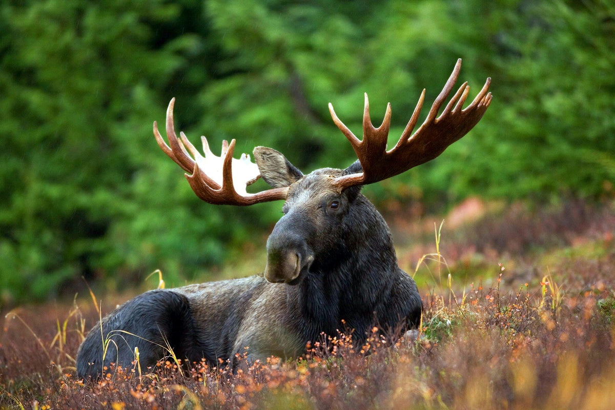 Moose laying a field